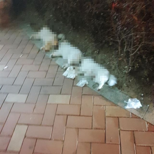 누군가 창밖으로 던진 것으로 보이는 흰색 강아지 3마리가 죽은 채 발견. 사진=케어 제공